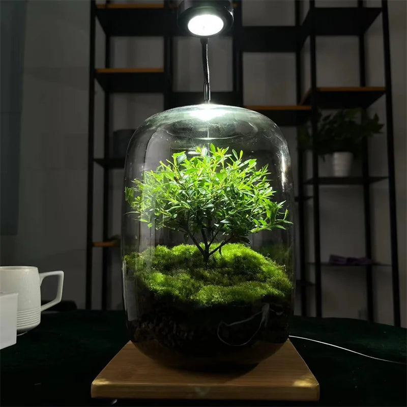 Creative Glass Bottles Succulent Glass Vase Hydroponic Container Micro Landscape Glass Terrarium Moss Bonsai Home Decor