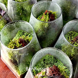 Square Bottom Circular Mouth Micro Landscape Glass Jars with Bamboo Lid Glass Vase Succulent Moss Bansai Glass Terrarium