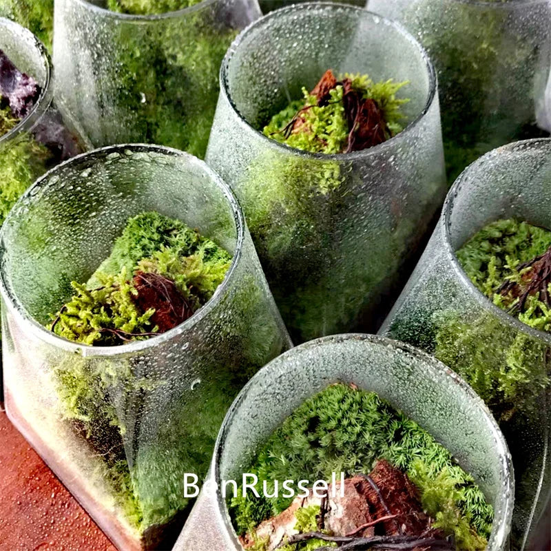 Square Bottom Circular Mouth Micro Landscape Glass Jars with Bamboo Lid Glass Vase Succulent Moss Bansai Glass Terrarium