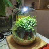 Creative Glass Bottles Succulent Glass Vase Hydroponic Container Micro Landscape Glass Terrarium Moss Bonsai Home Decor