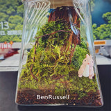 Square Bottom Circular Mouth Micro Landscape Glass Jars with Bamboo Lid Glass Vase Succulent Moss Bansai Glass Terrarium