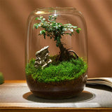 Creative Glass Bottles Succulent Glass Vase Hydroponic Container Micro Landscape Glass Terrarium Moss Bonsai Home Decor