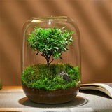 Creative Glass Bottles Succulent Glass Vase Hydroponic Container Micro Landscape Glass Terrarium Moss Bonsai Home Decor
